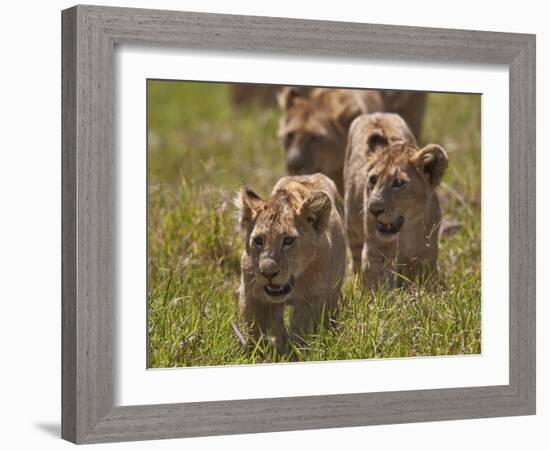 Lion (Panthera Leo) Cubs, Ngorongoro Crater, Tanzania, East Africa, Africa-James Hager-Framed Photographic Print