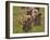 Lion (Panthera Leo) Cubs, Ngorongoro Crater, Tanzania, East Africa, Africa-James Hager-Framed Photographic Print