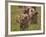 Lion (Panthera Leo) Cubs, Ngorongoro Crater, Tanzania, East Africa, Africa-James Hager-Framed Photographic Print