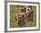 Lion (Panthera Leo) Cubs, Ngorongoro Crater, Tanzania, East Africa, Africa-James Hager-Framed Photographic Print