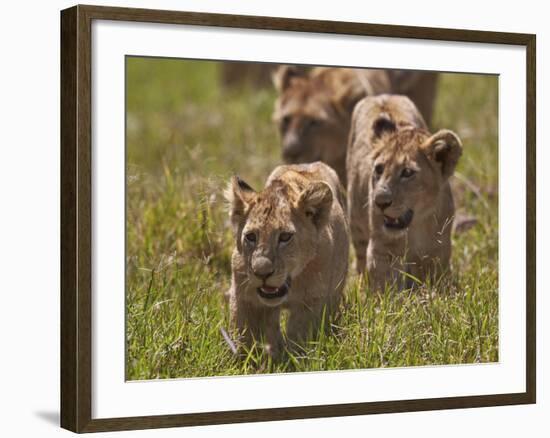 Lion (Panthera Leo) Cubs, Ngorongoro Crater, Tanzania, East Africa, Africa-James Hager-Framed Photographic Print