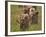 Lion (Panthera Leo) Cubs, Ngorongoro Crater, Tanzania, East Africa, Africa-James Hager-Framed Photographic Print