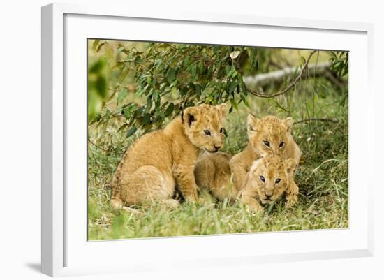 Lion (Panthera Leo) Cubs Playing, Masai Mara Game Reserve, Kenya-Denis-Huot-Framed Photographic Print