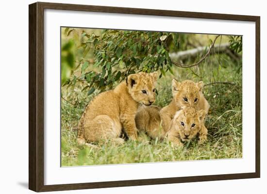 Lion (Panthera Leo) Cubs Playing, Masai Mara Game Reserve, Kenya-Denis-Huot-Framed Photographic Print