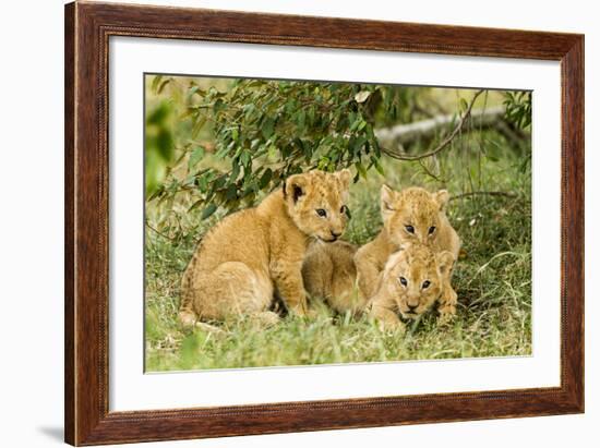 Lion (Panthera Leo) Cubs Playing, Masai Mara Game Reserve, Kenya-Denis-Huot-Framed Photographic Print