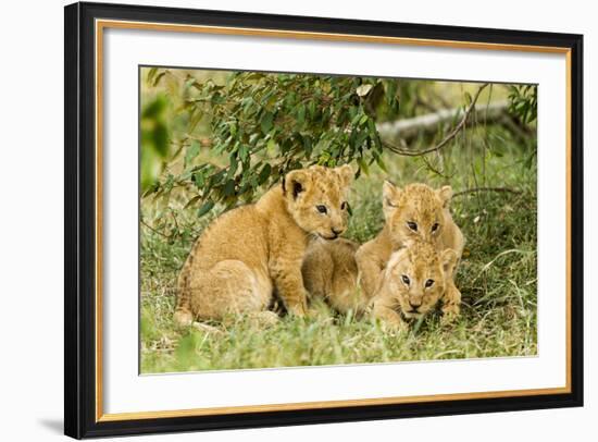 Lion (Panthera Leo) Cubs Playing, Masai Mara Game Reserve, Kenya-Denis-Huot-Framed Photographic Print