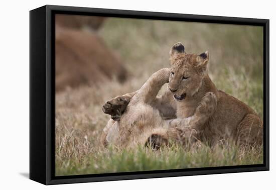 Lion (Panthera Leo) Cubs Playing, Ngorongoro Crater, Tanzania, East Africa, Africa-James Hager-Framed Premier Image Canvas