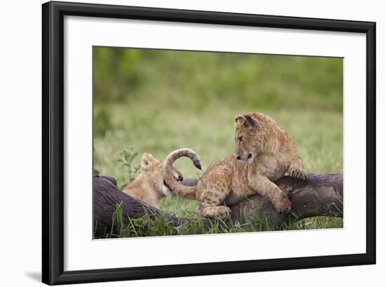 Lion (Panthera Leo) Cubs Playing, Ngorongoro Crater, Tanzania, East Africa, Africa-James Hager-Framed Photographic Print