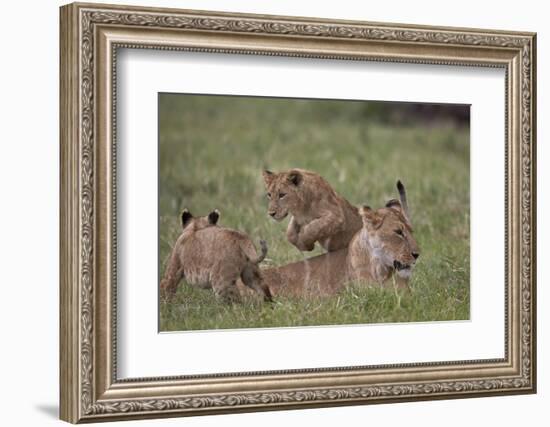 Lion (Panthera Leo) Cubs Playing, Ngorongoro Crater, Tanzania, East Africa, Africa-James Hager-Framed Photographic Print