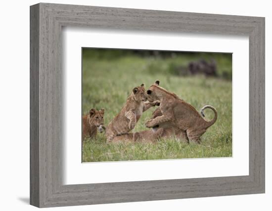 Lion (Panthera Leo) Cubs Playing, Ngorongoro Crater, Tanzania, East Africa, Africa-James Hager-Framed Photographic Print