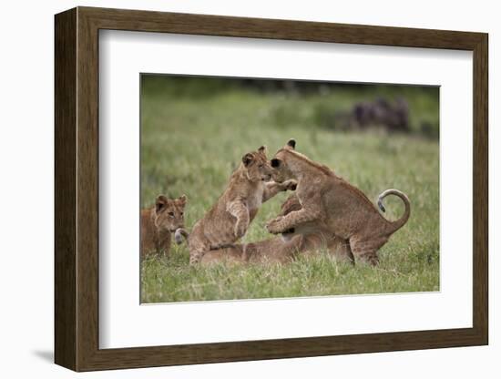 Lion (Panthera Leo) Cubs Playing, Ngorongoro Crater, Tanzania, East Africa, Africa-James Hager-Framed Photographic Print