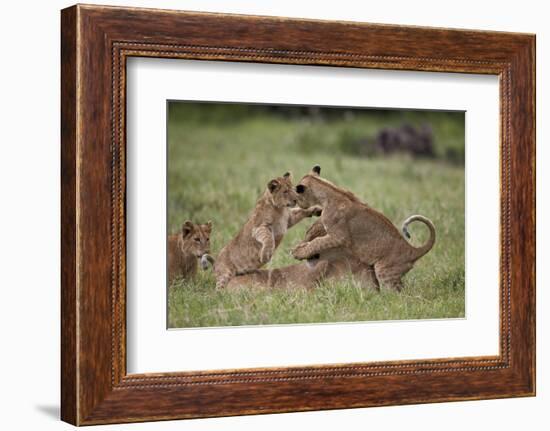 Lion (Panthera Leo) Cubs Playing, Ngorongoro Crater, Tanzania, East Africa, Africa-James Hager-Framed Photographic Print