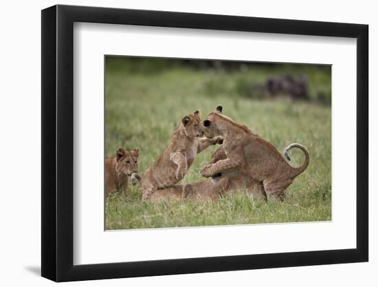 Lion (Panthera Leo) Cubs Playing, Ngorongoro Crater, Tanzania, East Africa, Africa-James Hager-Framed Photographic Print