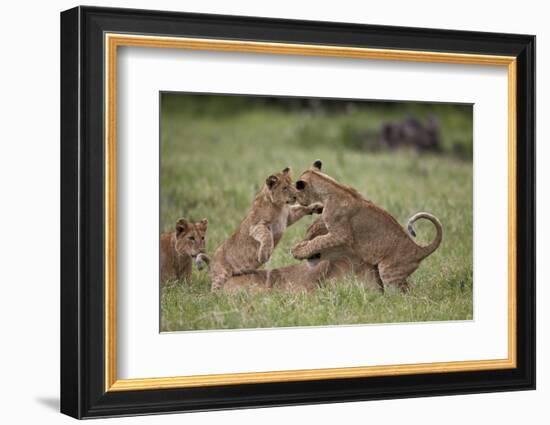 Lion (Panthera Leo) Cubs Playing, Ngorongoro Crater, Tanzania, East Africa, Africa-James Hager-Framed Photographic Print