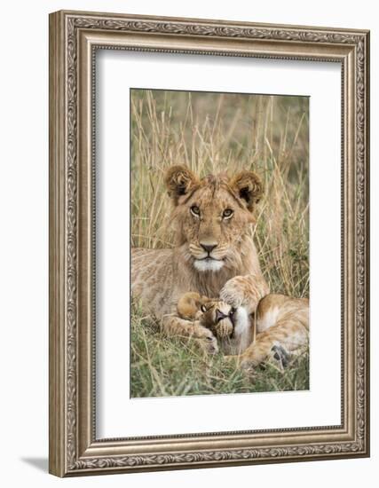 Lion (Panthera leo) cubs resting, Masai-Mara Game Reserve, Kenya-Denis-Huot-Framed Photographic Print