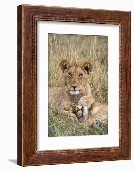 Lion (Panthera leo) cubs resting, Masai-Mara Game Reserve, Kenya-Denis-Huot-Framed Photographic Print