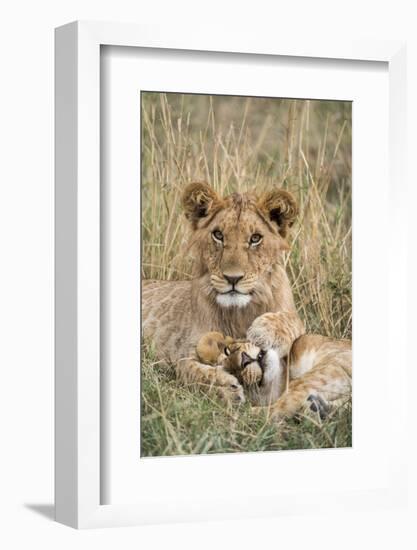 Lion (Panthera leo) cubs resting, Masai-Mara Game Reserve, Kenya-Denis-Huot-Framed Photographic Print