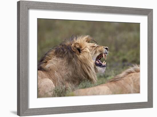 Lion (Panthera Leo) Demonstrating the Flehmen Response-James Hager-Framed Photographic Print