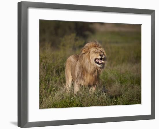 Lion (Panthera Leo) Demonstrating the Flehmen Response-James Hager-Framed Photographic Print