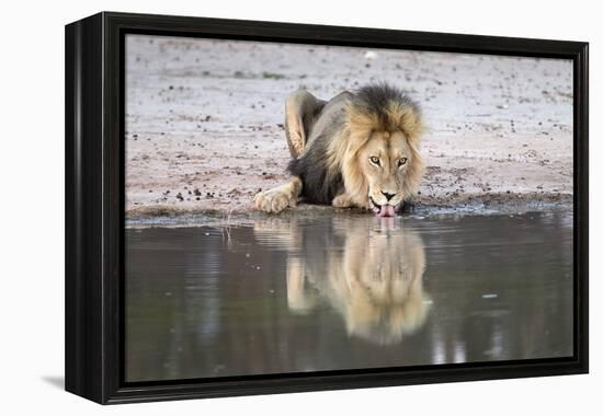 Lion (Panthera Leo) Drinking, Kgalagadi Transfrontier Park, South Africa, Africa-Ann and Steve Toon-Framed Premier Image Canvas