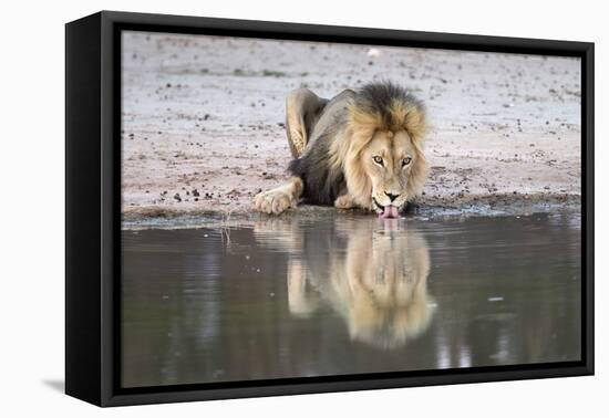 Lion (Panthera Leo) Drinking, Kgalagadi Transfrontier Park, South Africa, Africa-Ann and Steve Toon-Framed Premier Image Canvas