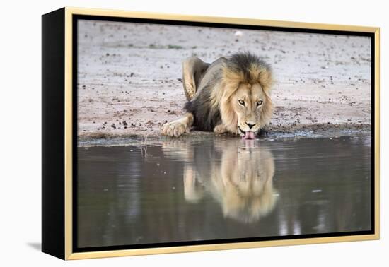 Lion (Panthera Leo) Drinking, Kgalagadi Transfrontier Park, South Africa, Africa-Ann and Steve Toon-Framed Premier Image Canvas