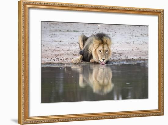 Lion (Panthera Leo) Drinking, Kgalagadi Transfrontier Park, South Africa, Africa-Ann and Steve Toon-Framed Photographic Print