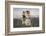 Lion (Panthera Leo) Drinking, Kgalagadi Transfrontier Park, South Africa, Africa-Ann and Steve Toon-Framed Photographic Print