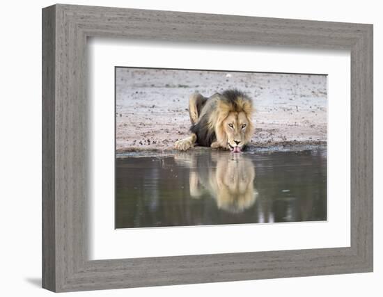 Lion (Panthera Leo) Drinking, Kgalagadi Transfrontier Park, South Africa, Africa-Ann and Steve Toon-Framed Photographic Print