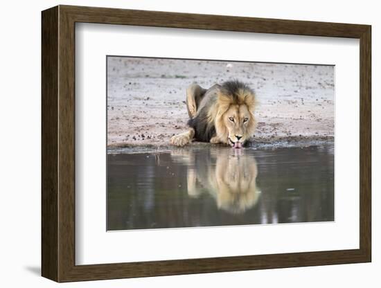 Lion (Panthera Leo) Drinking, Kgalagadi Transfrontier Park, South Africa, Africa-Ann and Steve Toon-Framed Photographic Print