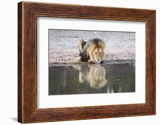 Lion (Panthera Leo) Drinking, Kgalagadi Transfrontier Park, South Africa, Africa-Ann and Steve Toon-Framed Photographic Print