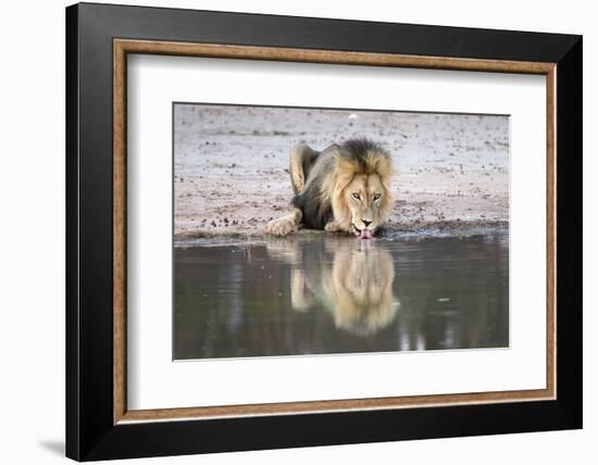 Lion (Panthera Leo) Drinking, Kgalagadi Transfrontier Park, South Africa, Africa-Ann and Steve Toon-Framed Photographic Print