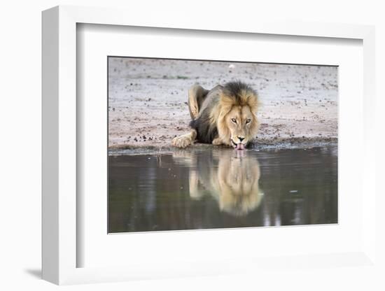 Lion (Panthera Leo) Drinking, Kgalagadi Transfrontier Park, South Africa, Africa-Ann and Steve Toon-Framed Photographic Print