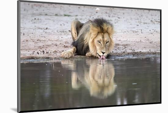 Lion (Panthera Leo) Drinking, Kgalagadi Transfrontier Park, South Africa, Africa-Ann and Steve Toon-Mounted Photographic Print