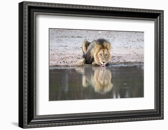 Lion (Panthera Leo) Drinking, Kgalagadi Transfrontier Park, South Africa, Africa-Ann and Steve Toon-Framed Photographic Print