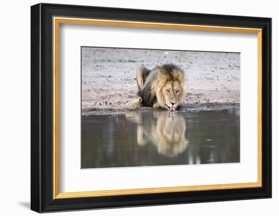 Lion (Panthera Leo) Drinking, Kgalagadi Transfrontier Park, South Africa, Africa-Ann and Steve Toon-Framed Photographic Print