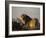 Lion, (Panthera Leo), Etoscha National Park, Namibia-Thorsten Milse-Framed Photographic Print