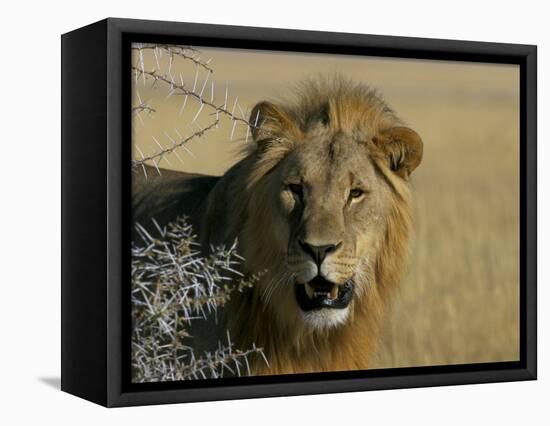 Lion (Panthera Leo), Etosha, Namibia, Africa-Steve & Ann Toon-Framed Premier Image Canvas