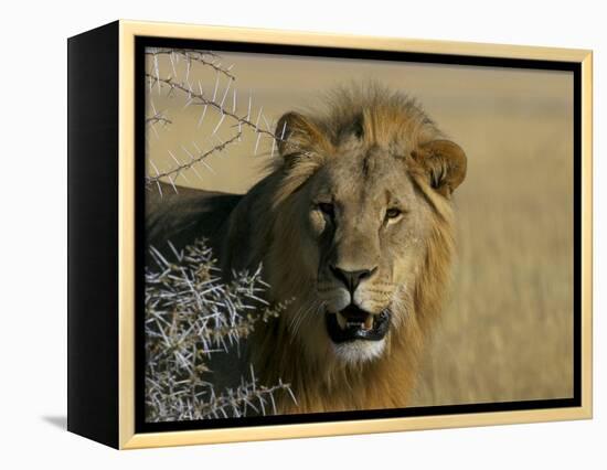 Lion (Panthera Leo), Etosha, Namibia, Africa-Steve & Ann Toon-Framed Premier Image Canvas