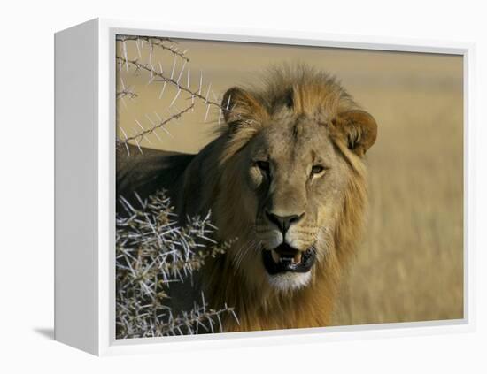 Lion (Panthera Leo), Etosha, Namibia, Africa-Steve & Ann Toon-Framed Premier Image Canvas