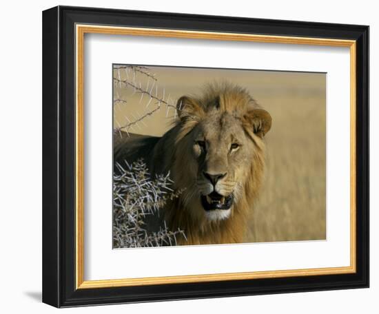 Lion (Panthera Leo), Etosha, Namibia, Africa-Steve & Ann Toon-Framed Photographic Print