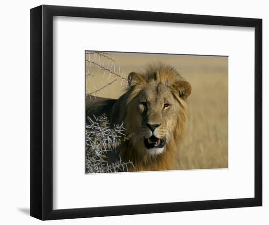 Lion (Panthera Leo), Etosha, Namibia, Africa-Steve & Ann Toon-Framed Photographic Print