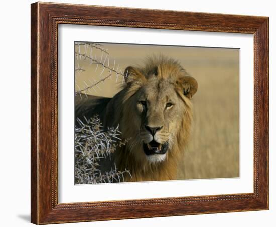 Lion (Panthera Leo), Etosha, Namibia, Africa-Steve & Ann Toon-Framed Photographic Print