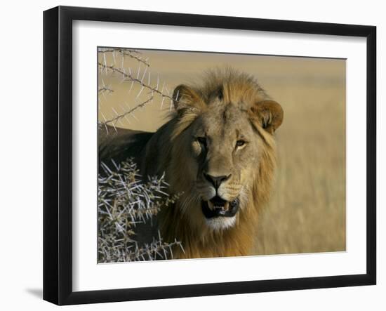 Lion (Panthera Leo), Etosha, Namibia, Africa-Steve & Ann Toon-Framed Photographic Print