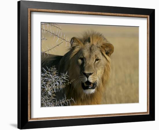 Lion (Panthera Leo), Etosha, Namibia, Africa-Steve & Ann Toon-Framed Photographic Print