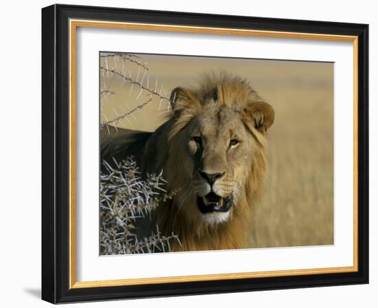 Lion (Panthera Leo), Etosha, Namibia, Africa-Steve & Ann Toon-Framed Photographic Print