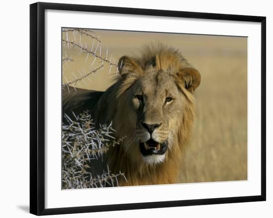 Lion (Panthera Leo), Etosha, Namibia, Africa-Steve & Ann Toon-Framed Photographic Print