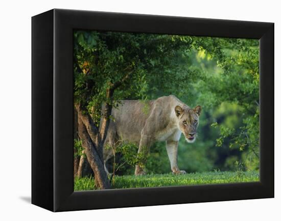 Lion (Panthera leo), female amongst trees. Mana Pools National Park, Zimbabwe-Tony Heald-Framed Premier Image Canvas