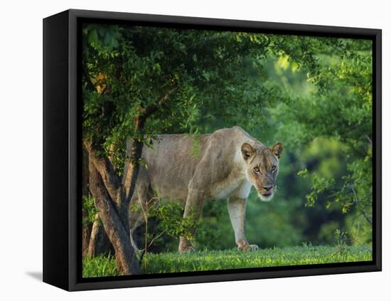 Lion (Panthera leo), female amongst trees. Mana Pools National Park, Zimbabwe-Tony Heald-Framed Premier Image Canvas