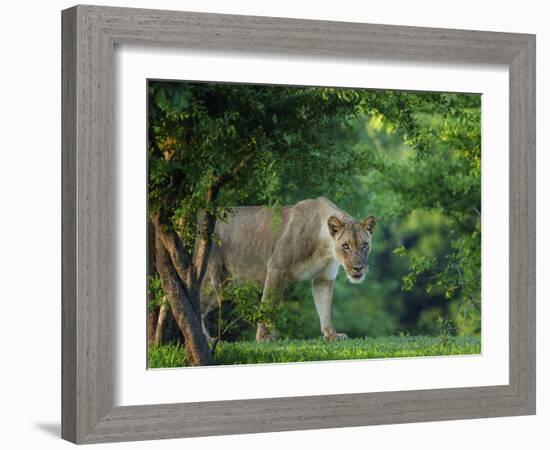 Lion (Panthera leo), female amongst trees. Mana Pools National Park, Zimbabwe-Tony Heald-Framed Photographic Print